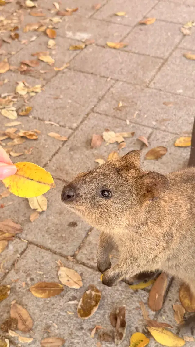 Perth|Rottnest island 🩵 Perth|Rottnest island 🩵
