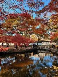 不在京都2025上海賞楓天花板