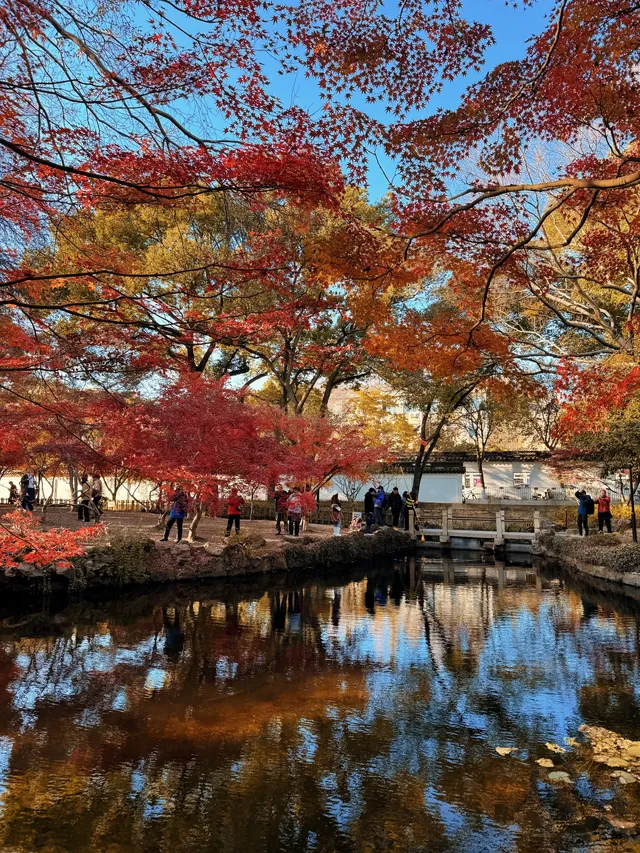 不在京都2025上海賞楓天花板 不在京都2025上海賞楓天花板