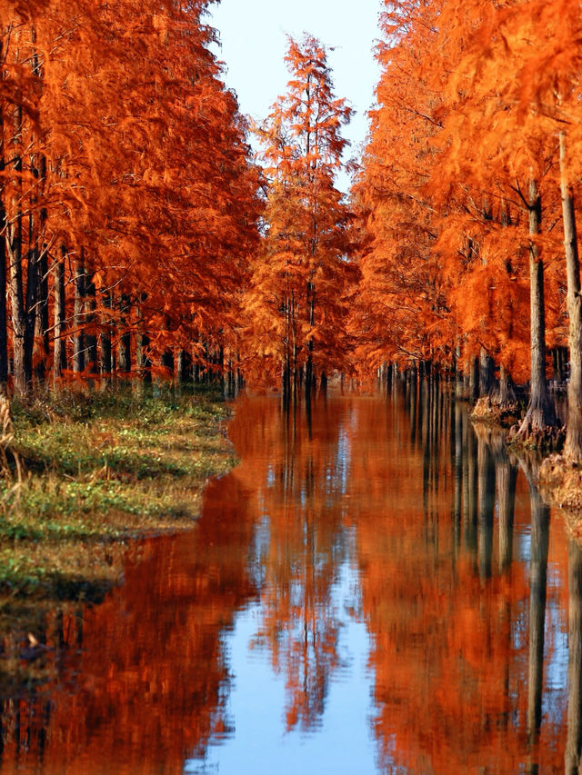 上海版「阿勒泰」｜水杉林美到窒息