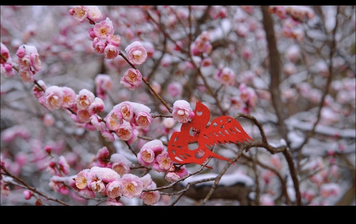 梅の花 | 明るさと暗さ：梅の花はまさにコントラストの芸術です！陽光