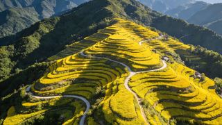 후난 루청 다핑 유채꽃｜봄철 산지 계단식 논 꽃바다 여행 가이드