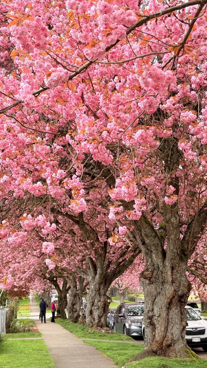 桜の季節｜4.16ラストを飾る桜のトンネルが完成 | Trip.com バンクーバー