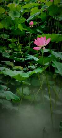 北京盛夏的粉色秘境蓮花池公園太仙了!