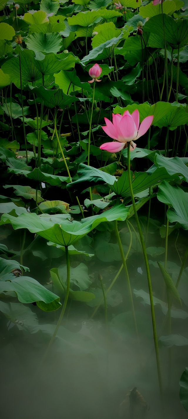 北京盛夏的粉色秘境蓮花池公園太仙了!