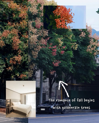 Xinpu Golden Rain Tree Avenue, a romantic floral road for autumn