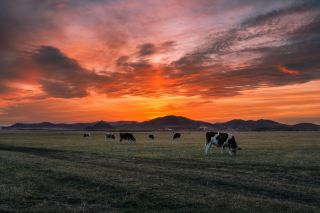 Autumn Getaway to Ulan Butong | Step Into a Golden Oil Painting in Northern China