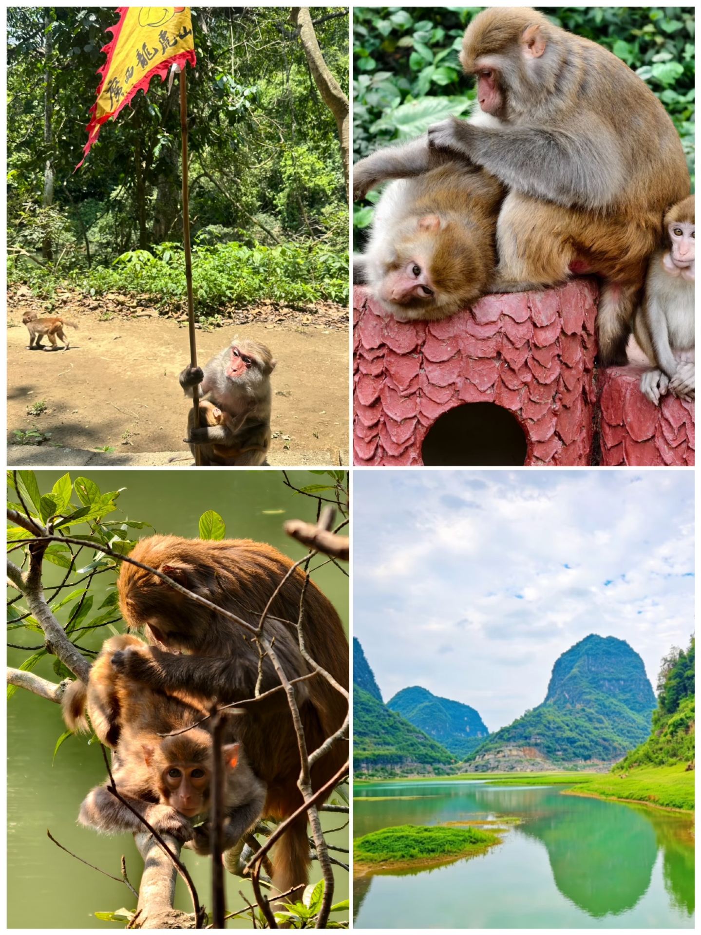 A hidden gem near Nanning where "monkeys outnumber tourists"! Perfect for a weekend getaway