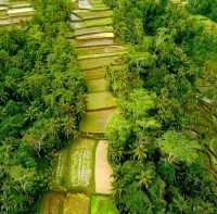 Charms of green Ubud 