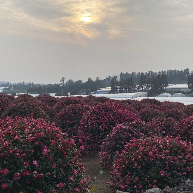 제주도 동백꽃 명소중에 가장 예뻤던 곳!