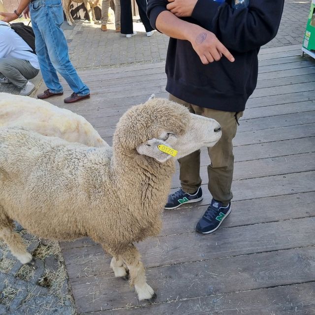 Cutie Little Sheeps At Cingjing Farm