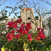 鬧市輕鬆小登山