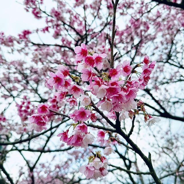 平菁街42巷-櫻花季！