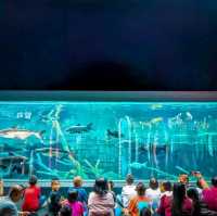 Aquaria Phuket