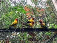 สวนนกภูเก็ต "Phuket Bird Park"