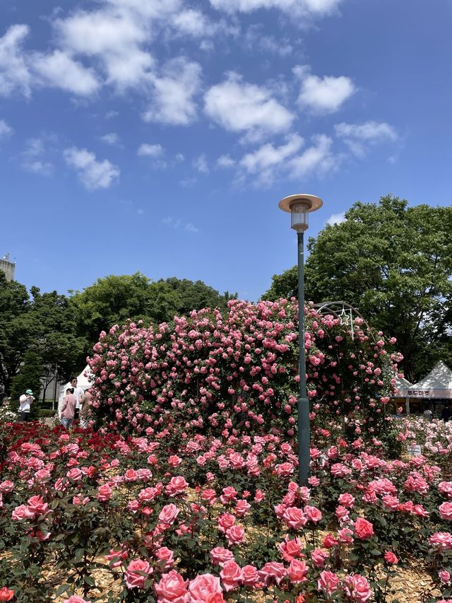 올림픽공원 로즈아워페스타에 초대합니다🌹