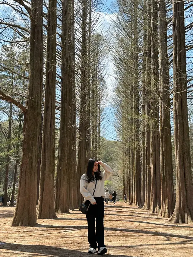 【韓国/南怡島】 冬のソナタのロケ地、ナミソム！