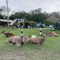 จุดกางเต็นท์ลำตะคอง - เขาใหญ่