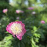 北海道大雪森之花園：夏日夢幻花海之旅