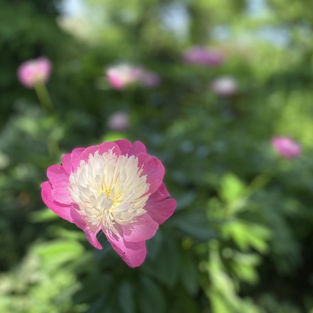 北海道大雪森之花園：夏日夢幻花海之旅
