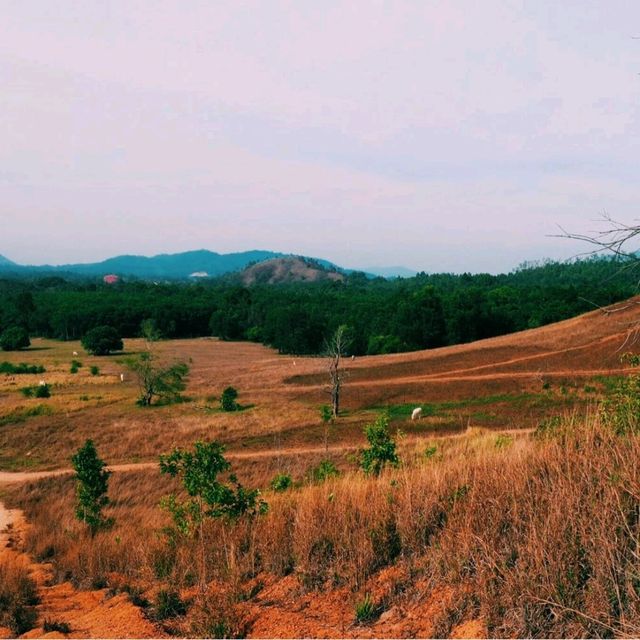 ภูเขาหญ้า