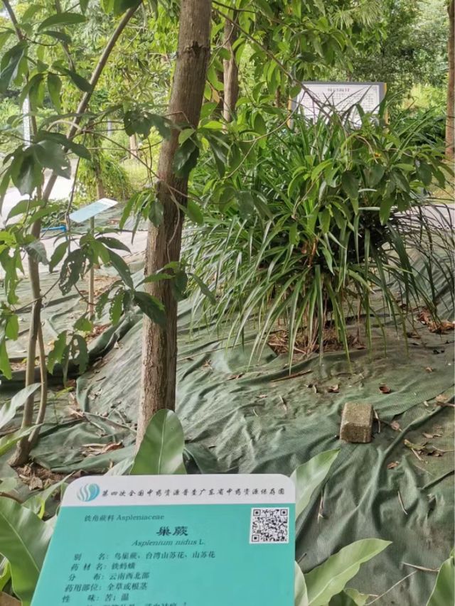 中醫的秘密🌿📚💫 廣東中醫藥博物館