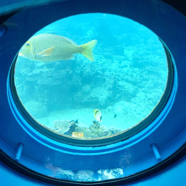 沖縄のキレイな海と魚が満喫できる【ブセナ海中公園】