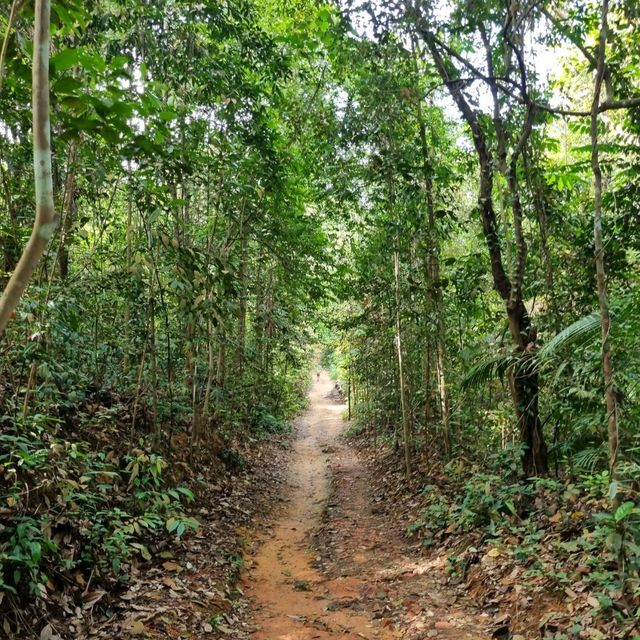 Hiking at Macritchie Nature Trail