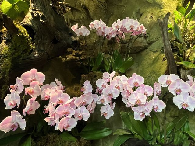 Stunning Orchids at National Orchid Gardens