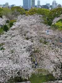 桜まつり　　　　　　　　　　　　　　　　　　_福岡　城跡　_福岡