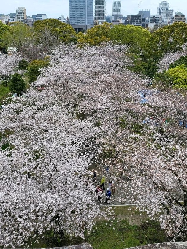 桜まつり　　　　　　　　　　　　　　　　　　_福岡　城跡　_福岡