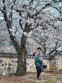 청도 운문사의 봄은 아름답다🌸