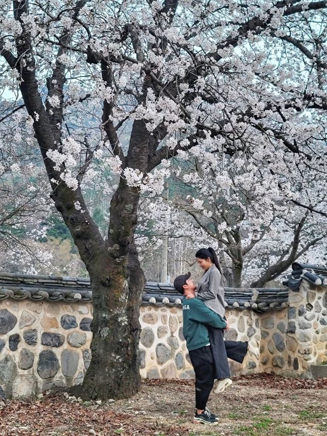 청도 운문사의 봄은 아름답다🌸