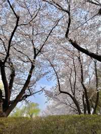 봄꽃놀이는 용산가족공원에서💫💛🌸