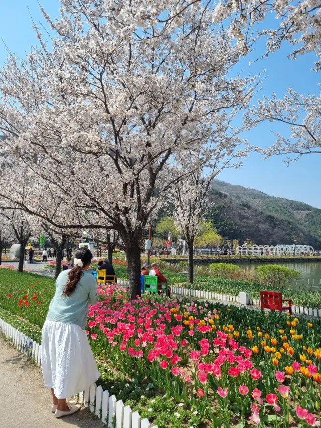 주말 나들이, 봄꽃 보러 송해공원 어때요🌷🌸