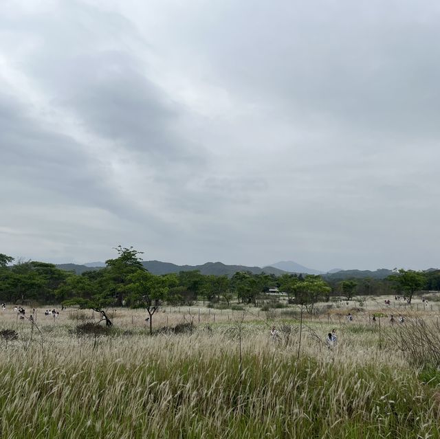 白草盛開