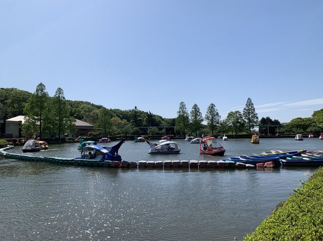 名古屋　名古屋観光　名古屋東山動物園でイケメンゴリラのシャバーニ君に会ってきた！