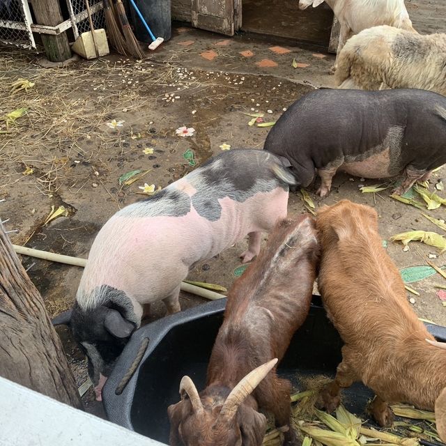 เที่ยวคาเฟ่สไตล์ฟาร์ม 🌱🐐🐑