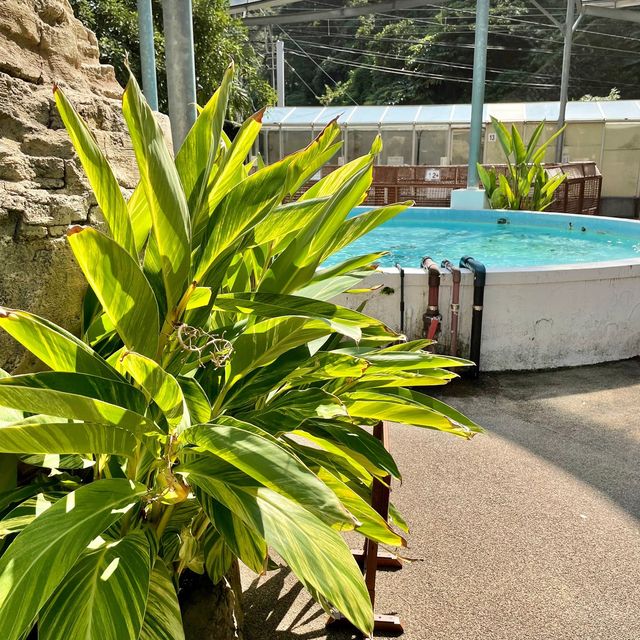 【熱川バナナワニ園】ワニ以外にもいろんな生き物に会える