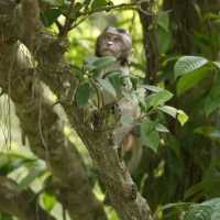 Me and the cute monkeys at MacRitchie