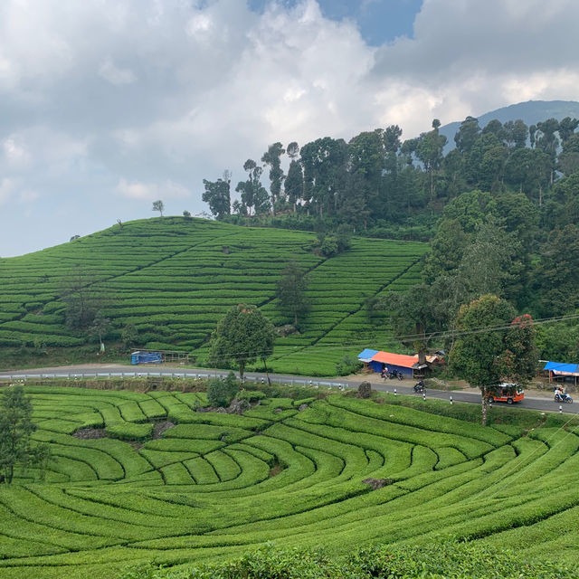 A beautiful tea garden 🪴 in Bandung 🍀