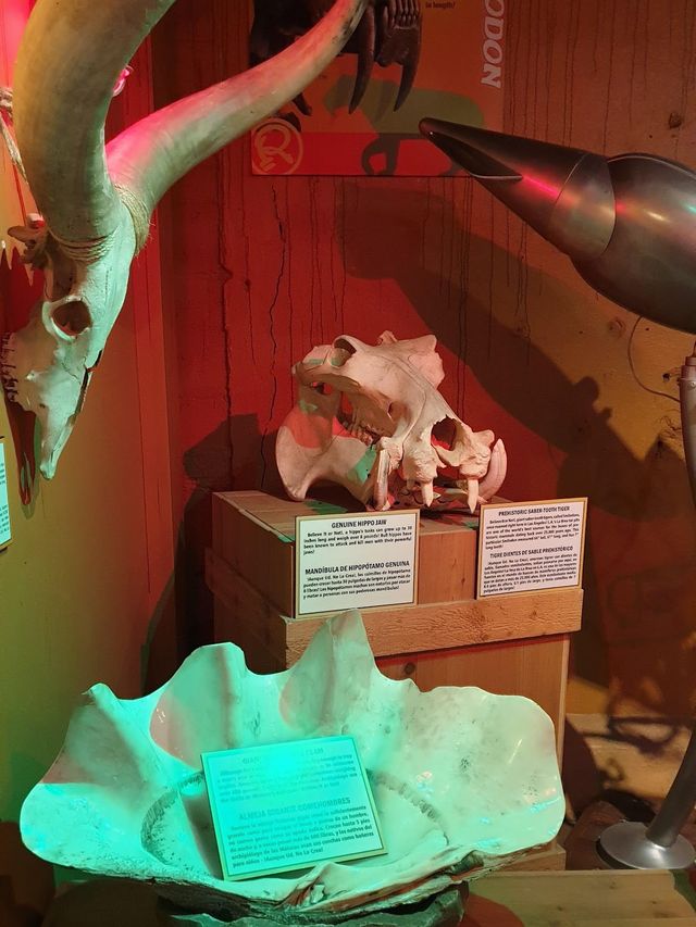 Guinness World Records Museum 🧩✨