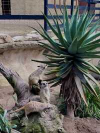 🦁🐼🦒阿德萊德動物園～與動物們面對面的奇妙冒險🦁🐼🦒