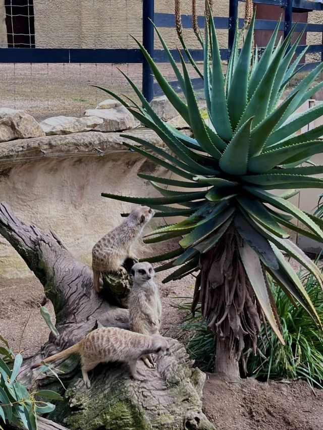 🦁🐼🦒阿德萊德動物園～與動物們面對面的奇妙冒險🦁🐼🦒