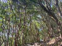 【香港行山】獅子山：俯瞰九龍半島🇭🇰 同處海角天邊⛰️