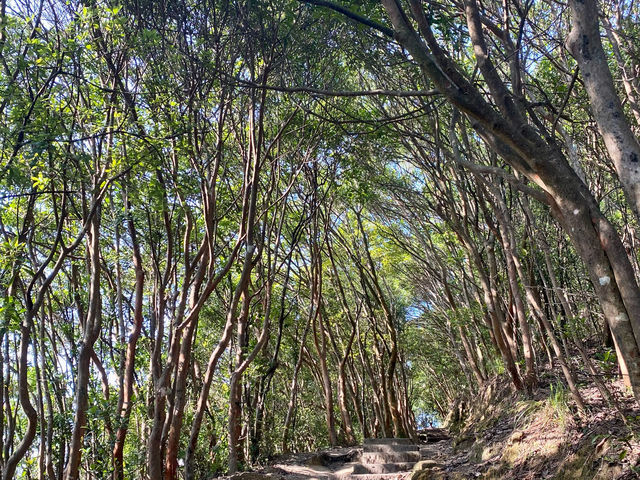 【香港行山】獅子山：俯瞰九龍半島🇭🇰 同處海角天邊⛰️