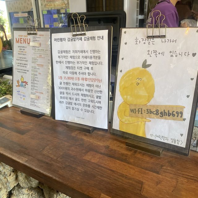 동물 먹이주기&감귤 따기 체험까지 할 수 있는 “어린왕자감귤밭”카페!