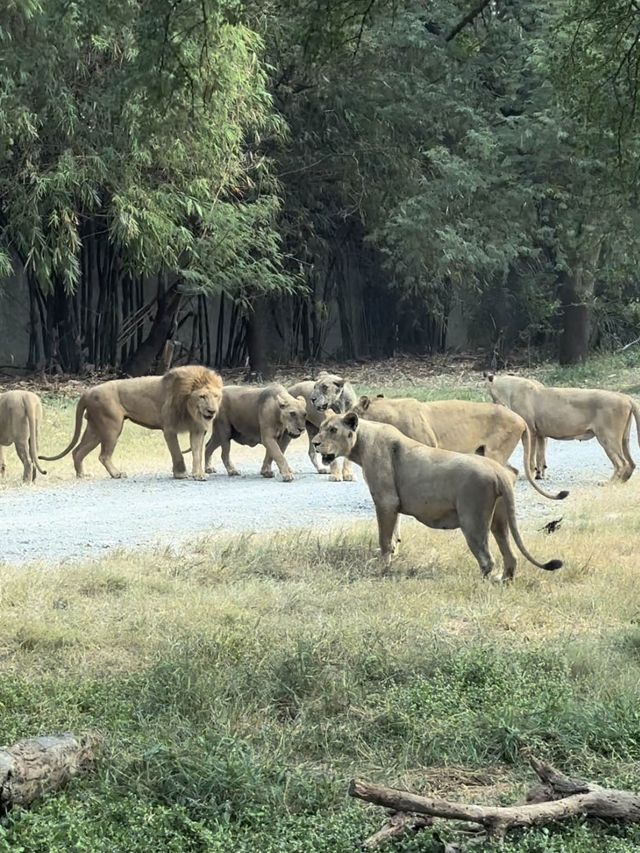 泰國//曼谷// 賽瑞福野生動物園🐯🦁🐵 野生園區欣賞珍貴動物 餵食長頸鹿小老虎