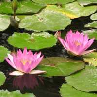 桂林山水甲天下 訾洲園景甲桂林