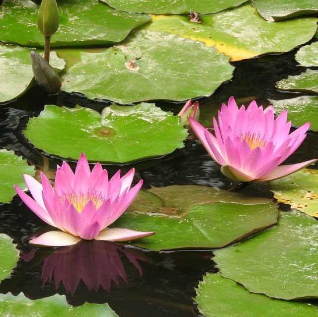 桂林山水甲天下 訾洲園景甲桂林